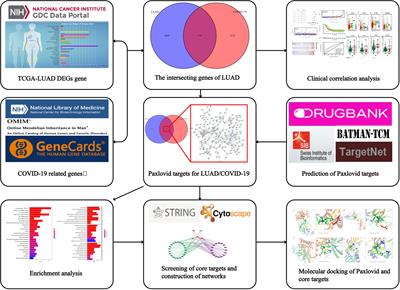 Network Pharmacology and Bioinformatics Analysis Identifies Potential Therapeutic Targets of Paxlovid Against LUAD/COVID-19